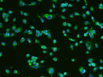 BDNF antibody