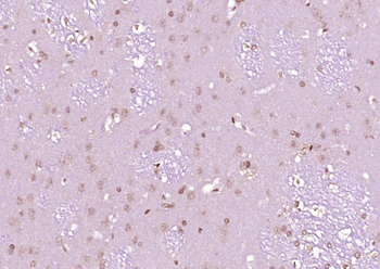 c-FOS antibody