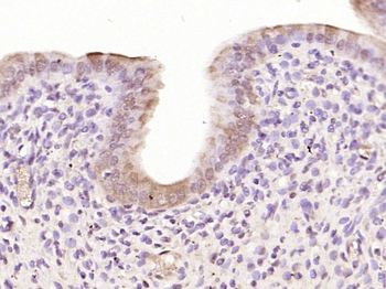 c-FOS antibody