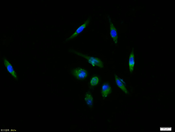 c-FOS antibody