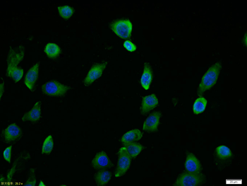 c-FOS antibody