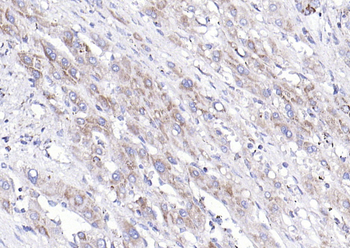 COX6c antibody