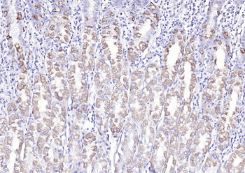 COX6c antibody