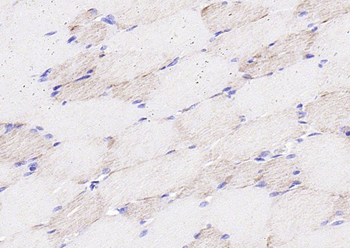 COX6c antibody