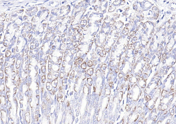 COX6c antibody