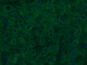 Cryopyrin antibody