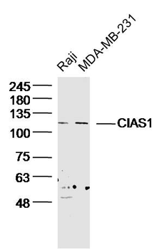 Cryopyrin antibody