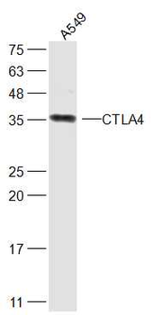 CTLA4 antibody