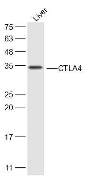 CTLA4 antibody