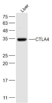 CTLA4 antibody