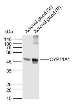 CYP11A1 antibody