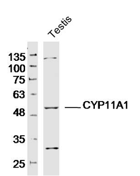 CYP11A1 antibody