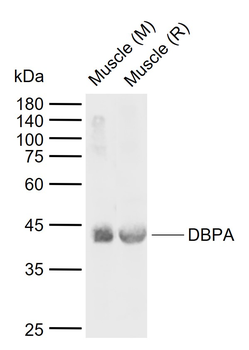 DBPA antibody