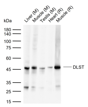 DLST antibody