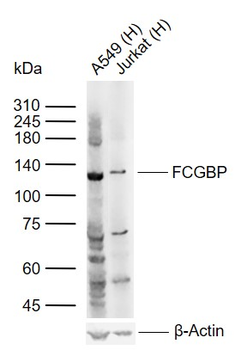 FCGBP antibody