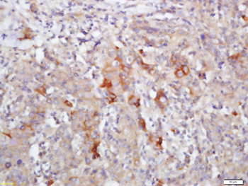 FCGBP antibody