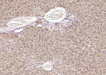 FDPS antibody