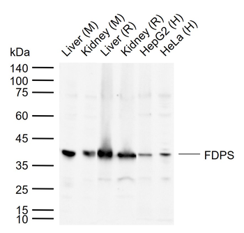 FDPS antibody