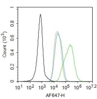 FoxP3 antibody