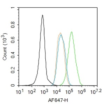 FoxP3 antibody