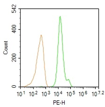 FoxP3 antibody