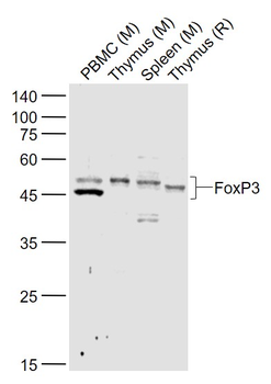 FoxP3 antibody