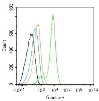 Giantin antibody