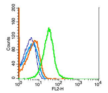 GPCR EX33 antibody