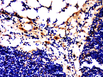 GPCR EX33 antibody