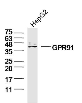 GPR91 antibody