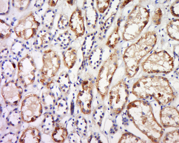 GPR91 antibody