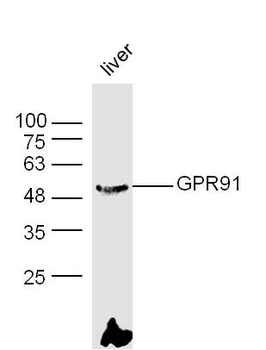 GPR91 antibody