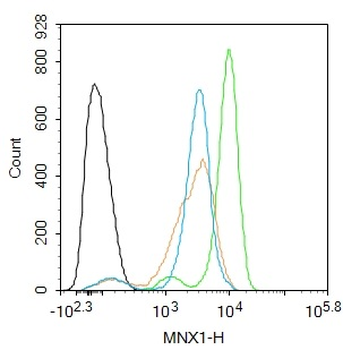 HB9 antibody