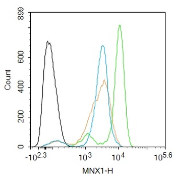 HB9 antibody