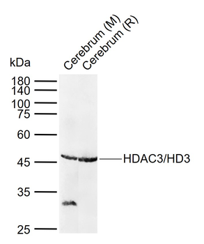 HDAC3 antibody