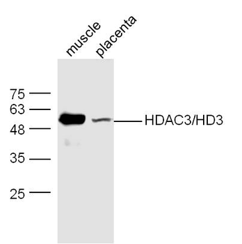 HDAC3 antibody