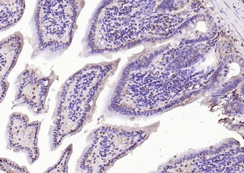 HDAC3 antibody