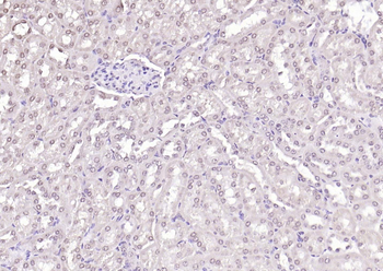 HDAC3 antibody