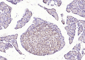 HDAC3 antibody