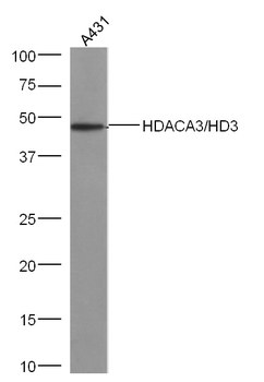 HDAC3 antibody