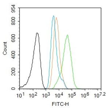 HSP70 antibody