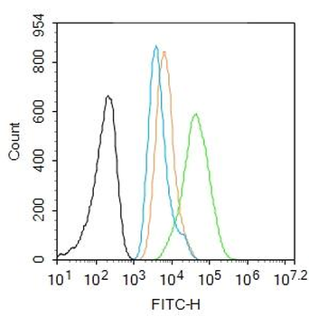 HSP70 antibody