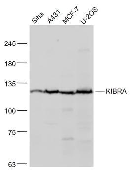 KIBRA antibody