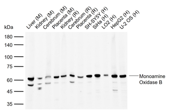 MAOB antibody