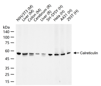 Calreticulin Antibody