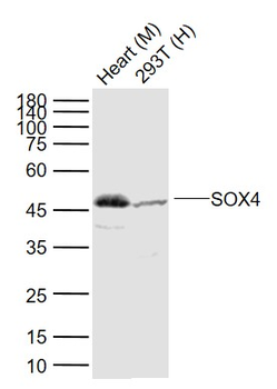 SOX4 antibody