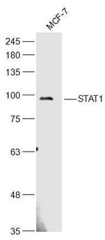 STAT1 p84+p91 antibody