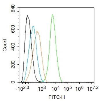 THRB1 antibody