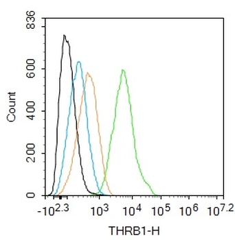 THRB1 antibody