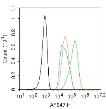 THRB1 antibody